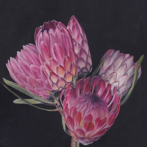 Exotische Rosa Proteas