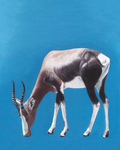 Weidende Bontebok-Antilope