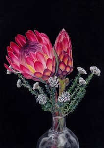 Protea und Blombos von Viccy Wanliss von Viccy Wanliss
