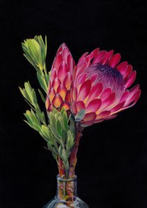 Lebendige Protea-Blüte