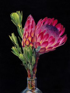 Lebendige Protea-Blüten
