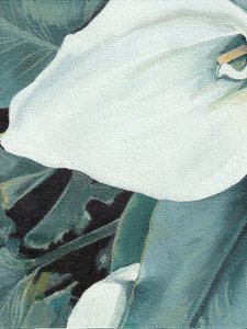 Weiße Calla-Lilienblüte