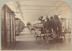 Pl. II. Untere Etage: Säugetiere von Victor Prevost, Gaston L. Feuardent and Co., New York