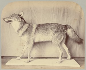 Pl. XII. Europäischer Wolf von Victor Prevost, Gaston L. Feuardent and Co., New York