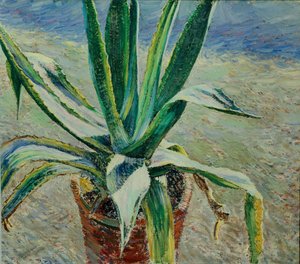Agave, 1891