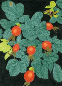 Botanische Hagebutten