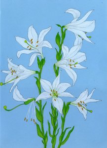 Elegante weiße Lilien