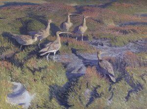 Regenbrachvögel bereit zum Abflug