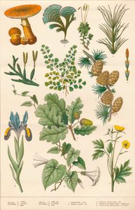 Botanische Illustration, ca. 1880er