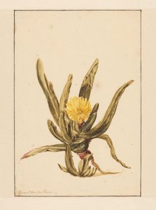 Eiskraut mit gelben Blumen