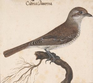 Castrica Passerina von Vincenzo Leonardi