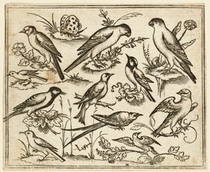 Elf Vögel sitzen auf blühenden Zweigen und kleinen Ästen..., 1557 von Virgil Solis