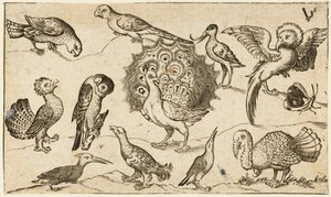 Pfau in der Mitte, umgeben von neun anderen Vögeln, darunter ein Truthahn, und einem Schmetterling auf minimalem Grund mit einem kleinen Grasfleck, aus Douce Ornament Prints Album I