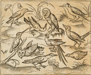 Zehn Vögel auf Zweigen und Grasflecken, darunter zwei Eulen und ein Vogel mit langen Schwanzfedern, der in der Mitte mit zurückgelegtem Kopf zwitschert, aus Douce Ornament Prints Album I von Virgilius the elder (after) Solis