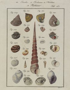 Muscheln: Trochi, Turbines, Neritae Helices, aus Neues systematisches Conchylien-Cabinet, 1784 von Vogel
