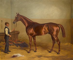 Sir Hugo als Dreijähriger, gehalten von einem Stallburschen, ca. 1875-92 von W.H. Hopkins