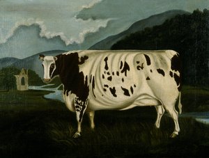 Die berühmte Craven-Kuh von W. D. Fryer