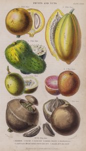 Mammee; Papaya; Sauersack; Negerpfirsich; Granadilla; Zabucajo (der Deckel gehoben) Frucht und Nuss; Paranuss und Frucht von W. Fitch