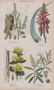 Rhabarber; Aloe; Enzian; Cajeput von W. Fitch