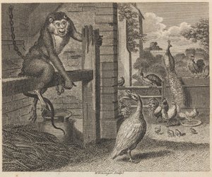 Der Pavian und das Geflügel