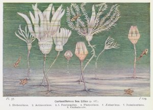 Karbonische Seelilien von W. J. Stokoe