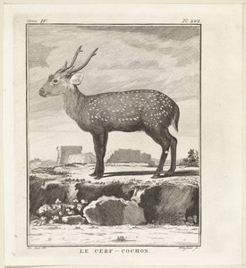 Hirsch von W. Tringham