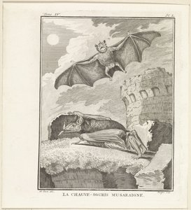 Fledermäuse