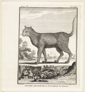 Wilde Katze