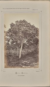 Ficus carica, in Nizza (Alpes-Maritimes) von W. de Bray
