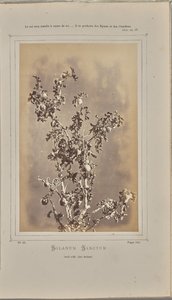 Solanum sanctum, Cuelli in Èze (Alpes-Maritimes)