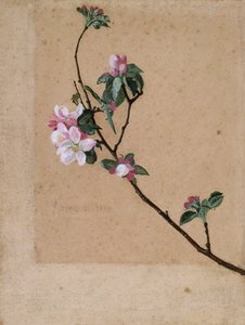 Apfelblüte