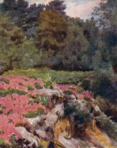 Der New Forest: Ein Kiesgruben-Kopf bei Royden von Walter Frederick Roofe Tyndale