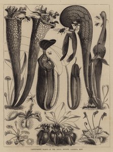 Fleischfressende Pflanzen in den Royal Botanic Gardens, Kew von Walter Granville Smith