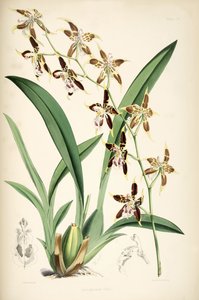 Odontoglossum hallii von Walter Hood Fitch