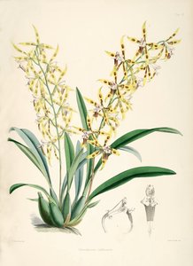 Odontoglossum lindleyanum von Walter Hood Fitch