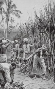 Trinidad-Kulis bei der Arbeit auf einem Zuckerrohrfeld (Lithografie)
