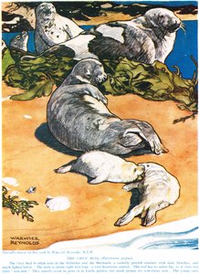 Die graue Robbe, Illustration aus 