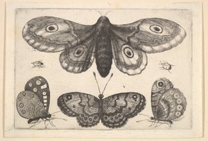 Eine Motte, drei Schmetterlinge und zwei Käfer von Wenceslaus Hollar