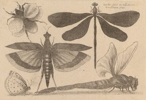 Libellen und eine Hummel