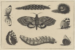Drei Raupen, eine Motte und vier Schmetterlinge von Wenceslaus Hollar