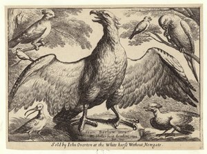 Adler und andere Vögel von Wenceslaus Hollar