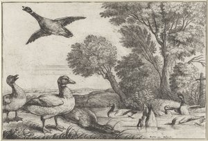 Enten von Wenceslaus Hollar