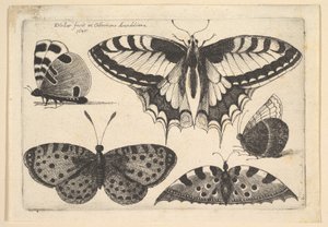 Fünf Schmetterlinge, 1646