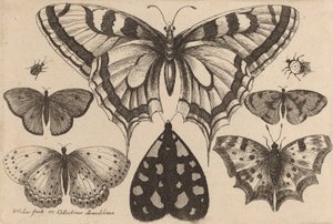Fünf Schmetterlinge, eine Motte und zwei Käfer, 1646 von Wenceslaus Hollar