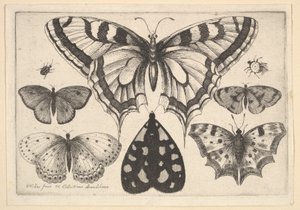 Fünf Schmetterlinge, eine Motte und zwei Käfer, 1646 von Wenceslaus Hollar