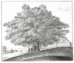 Hohler Baum in Hampstead, 1663