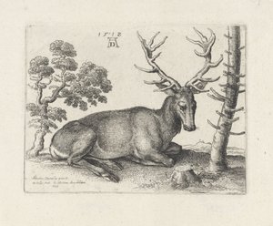 Liegender Hirsch, nach rechts