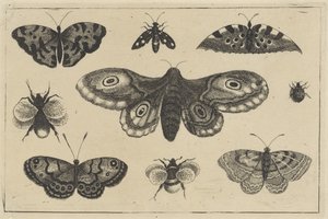 Motten, vier Schmetterlinge, zwei Hummeln und zwei andere Insekten (Serientitel) von Wenceslaus Hollar