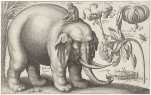 Elefant, Affe, Blumen und Insekten (Pflanzen und Tiere) von Wenceslaus Hollar