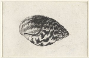 Schnecke, Achatina achatina. Muscheln (Serientitel)
